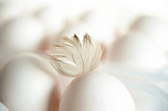 egg-4026167_640a